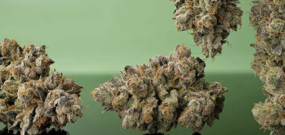 Toad Venom Strain Review 2026: Seed Junky $15 Deal Delivers 8/10 Fire?