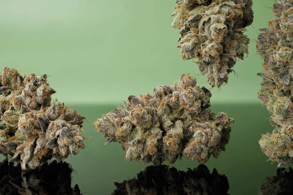 Toad Venom Strain Review 2026: Seed Junky $15 Deal Delivers 8/10 Fire?