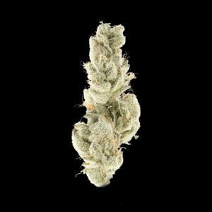 Grandma Cookies – Signature Strain by Khash Tree Mason