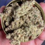 Grandma Cookies THCa Signature Strain dense frosty buds in gold lid