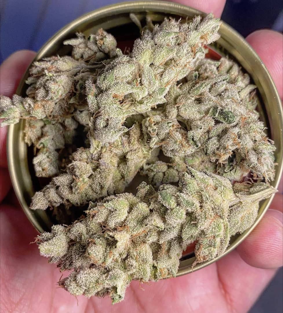 Grandma Cookies THCa Signature Strain dense frosty buds in gold lid