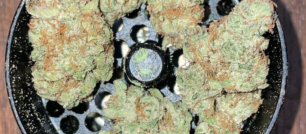 Khash Tree Mason x Dagga Academy — Z-Face Cultivar Review
