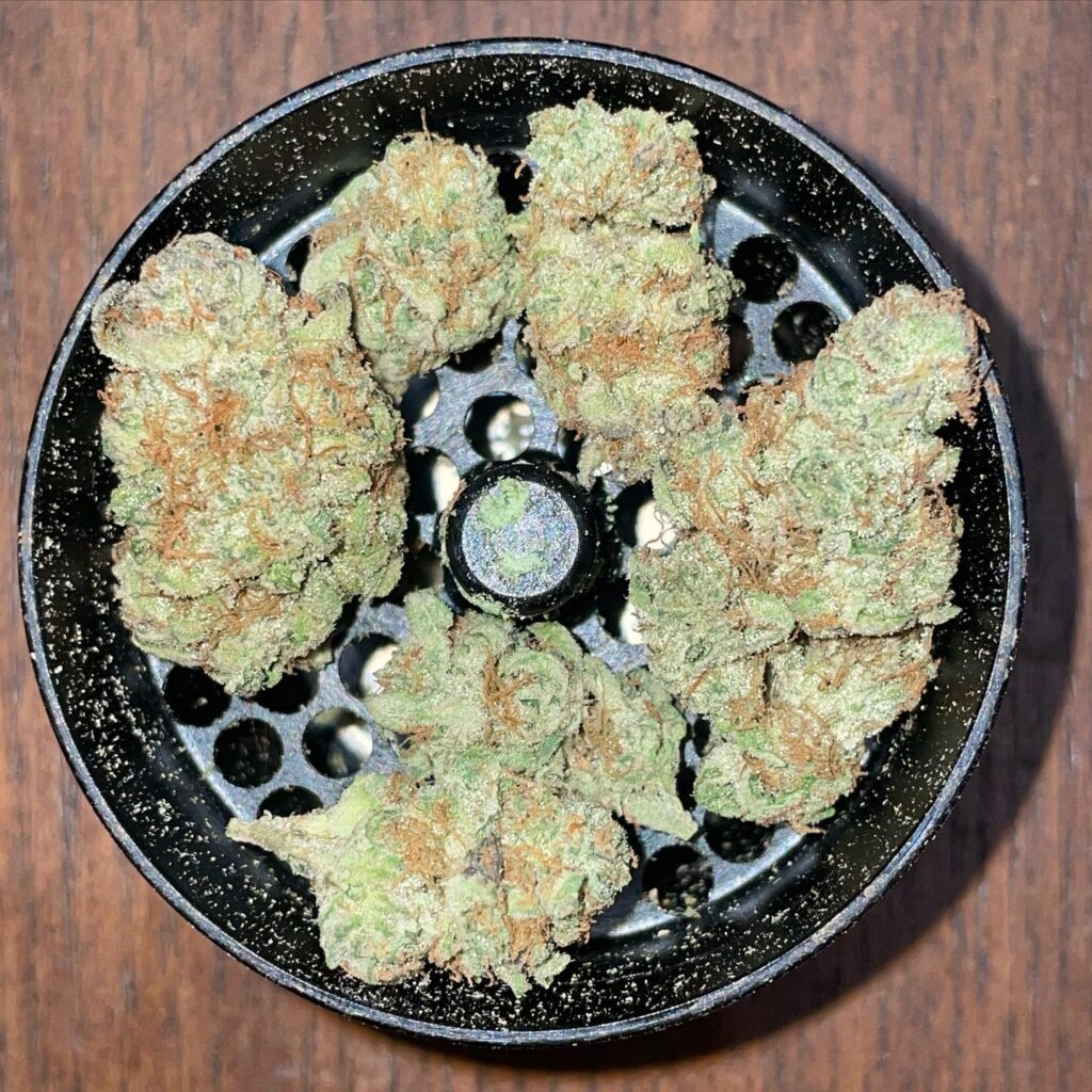 Khash Tree Mason x Dagga Academy — Z-Face Cultivar Review