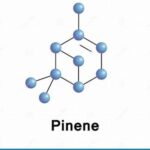 Pinene molecular structure diagram