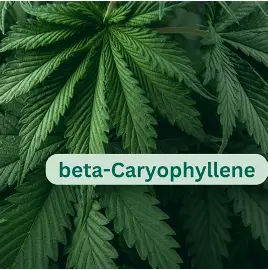Cannabis Terpenes Compared: Grandma Cookies, Cookies Dough, Starburst OG