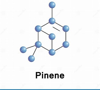 List of Cannabis Terpenes: Grandma Cookies, Cookies Dough, Starburst OG