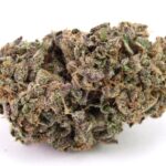 Purple cannabis bud with frosty trichomes and orange hairs