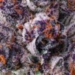 Extreme macro of purple cannabis trichomes with orange pistils