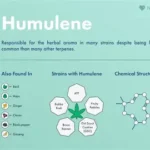 Humulene terpene infographic showing sources, cannabis strains, and molecular structure