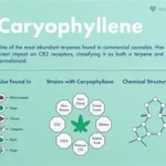 Caryophyllene terpene infographic showing sources, cannabis strains, and chemical structure
