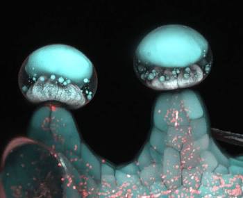 The Science of Trichome Preservation: Protecting the Magic Behind Craft Cultivation