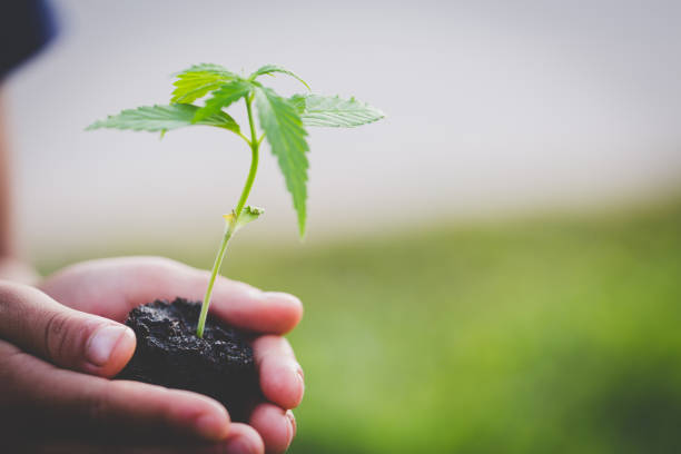 Khash Tree Cultivation Philosophy — Growing Cannabis as Living Art