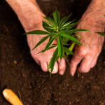 Khash Tree Mason cultivation philosophy premium cannabis plants in natural light