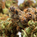 Khash Tree Mason Signature Strains premium cannabis collection