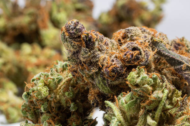 Khash Tree Mason Signature Strains premium cannabis collection