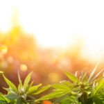 Khash Tree Mason cannabis cultivation philosophy with sustainable farming practices
