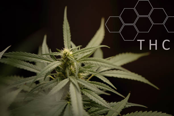 Khash Tree Mason THCa preservation science with solar‑powered lab precision