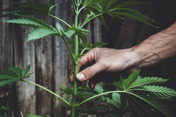 Hand inspecting a healthy cannabis plant grown in veganic living soil