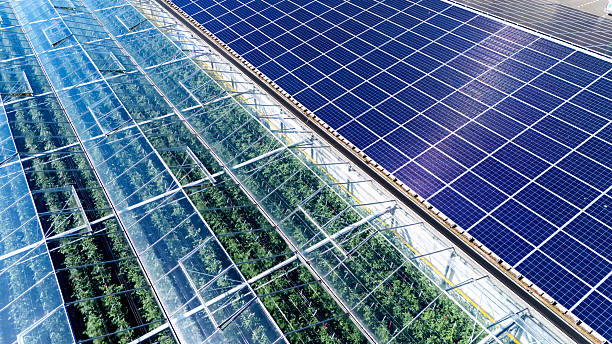 Khash Tree Mason solar‑powered greenhouse cultivating premium cannabis plants