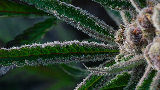 Khash Tree Mason Cultivation: Veganic Living Soil, Genetic Mastery & Signature Strains (Grandma’s Cookies, Cookies Dough, Z Face, Starburst OG)