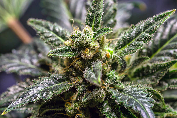 Grandma’s Cookies Strain Review | Khash Tree Mason Premium Cannabis
