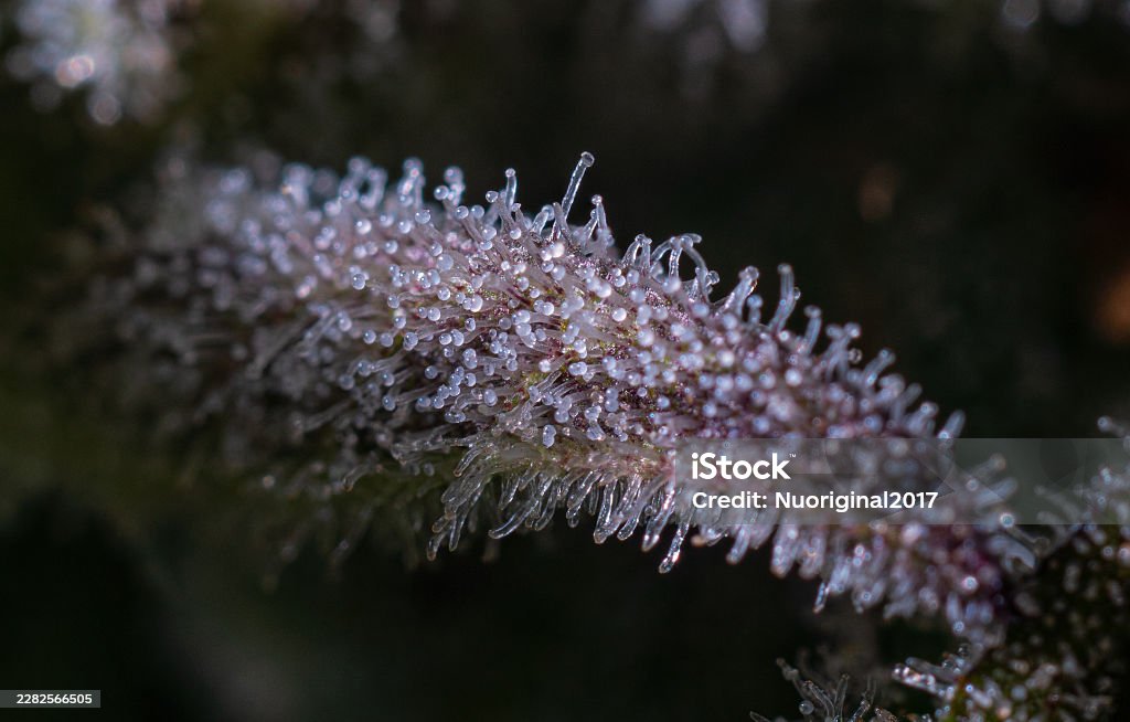 Macro view of cannabis trichomes showing resin glands under magnification
