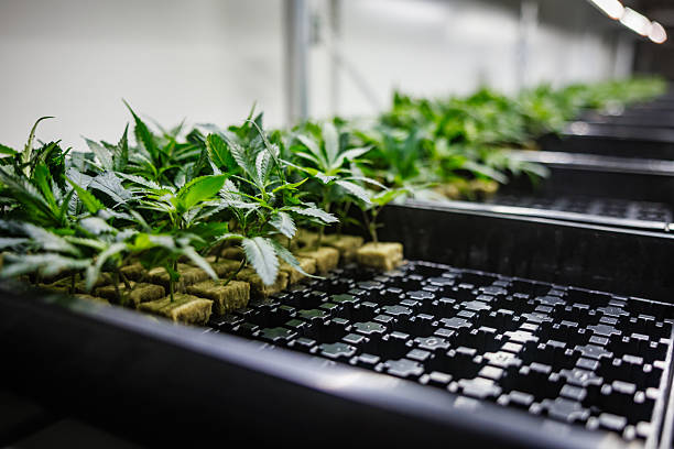 Young cannabis plants growing in rockwool cubes under controlled indoor lighting