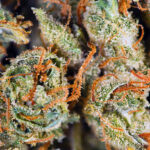 Close‑up of cannabis buds with trichomes and orange pistils