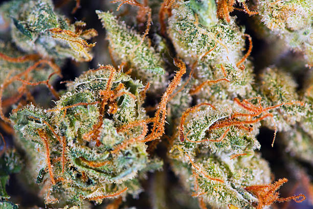 Close‑up of cannabis buds with trichomes and orange pistils