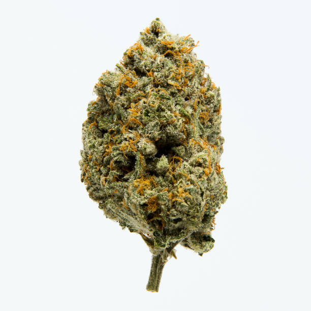 KHASH TREESOM BOUTSIGUE CANNABIS