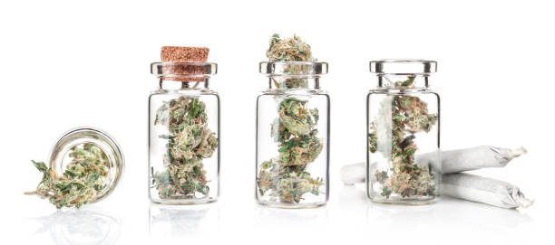 Khash Tree Mason THCa preservation process in solar‑powered cannabis facility