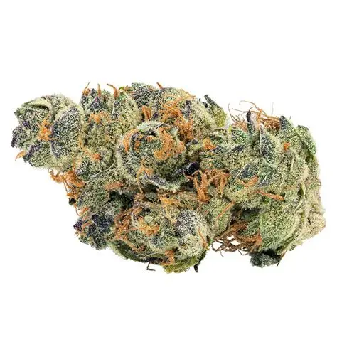 Frosted cannabis buds of Grandma’s Cookies strain with dense trichomes and deep green leaves
