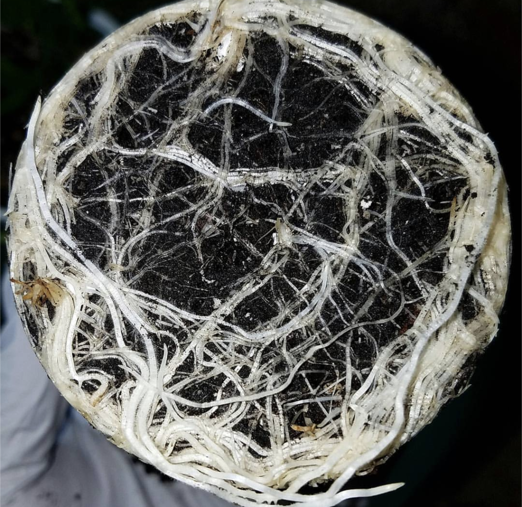 Bottom view of healthy white cannabis root growth forming a dense root ball in organic living soil.