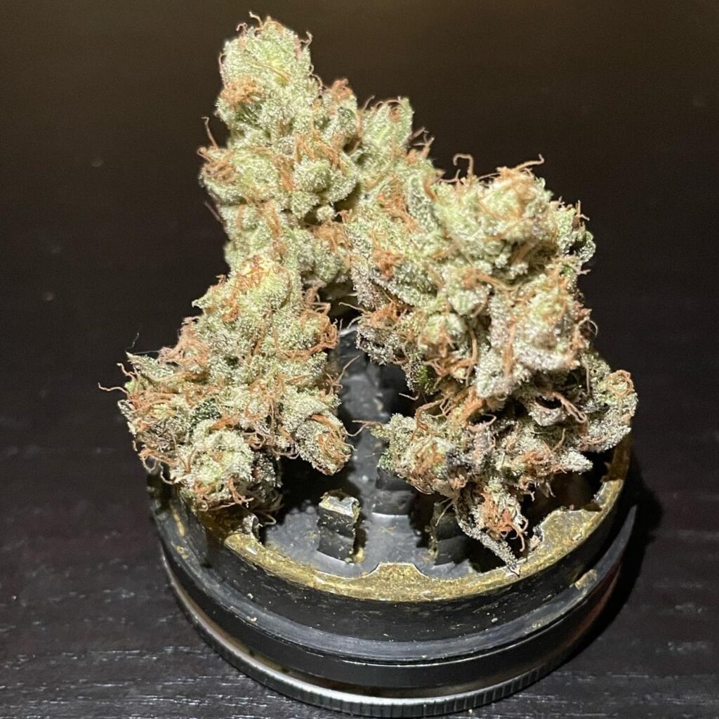 Close‑up of dense Starburst OG cannabis buds with frosty trichomes and orange hairs resting on a black metal grinder under warm lighting.