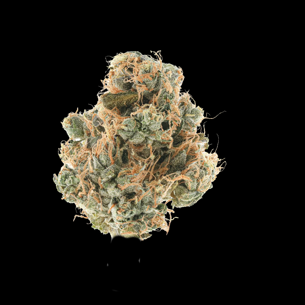 A single, dense cannabis nug of Khash Tree Mason Cookie Dough isolated on a clean white background, showcasing foxtailed calyxes, heavy trichome frosting, and a thick weave of light orange pistils